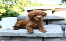 Miniature Poodle dogs for sale: Elam - Image 4