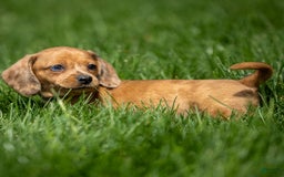 Miniature Dachshund dogs for sale: Celebrity - Image 2