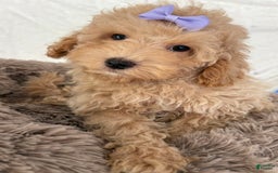 Miniature Poodle dogs for sale: Mila - Image 6