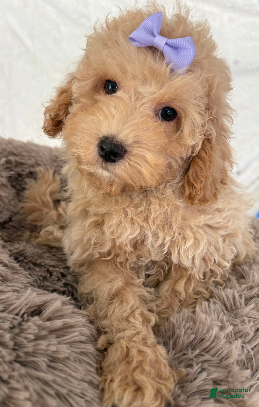 Miniature Poodle dogs for sale: Mila - Image 6