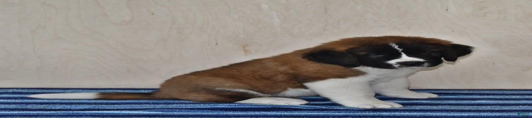 Samson