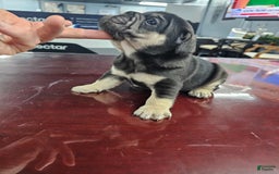 French Bulldog dogs for sale: Stevie - Image 2