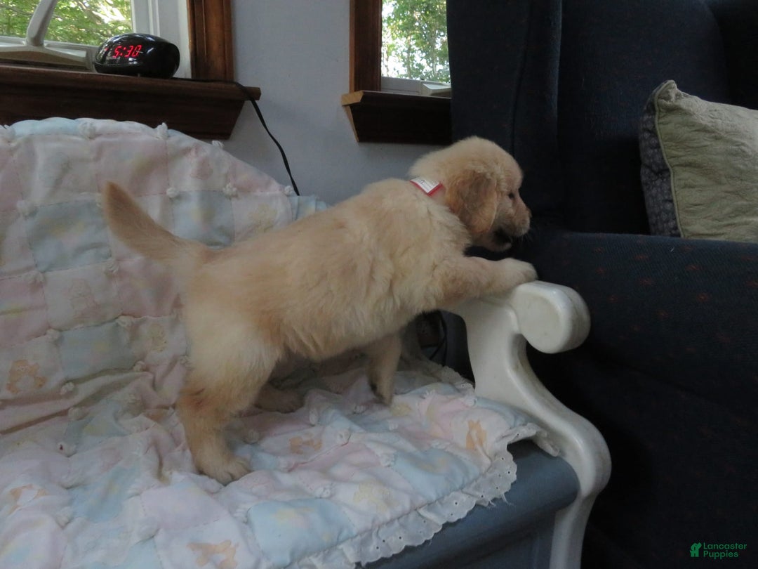 Golden Retriever dogs for sale: Erin - Image 21