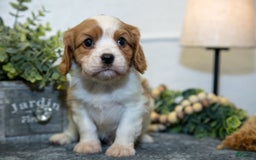Cavalier King Charles Spaniel dogs for sale: Curt - Image 2