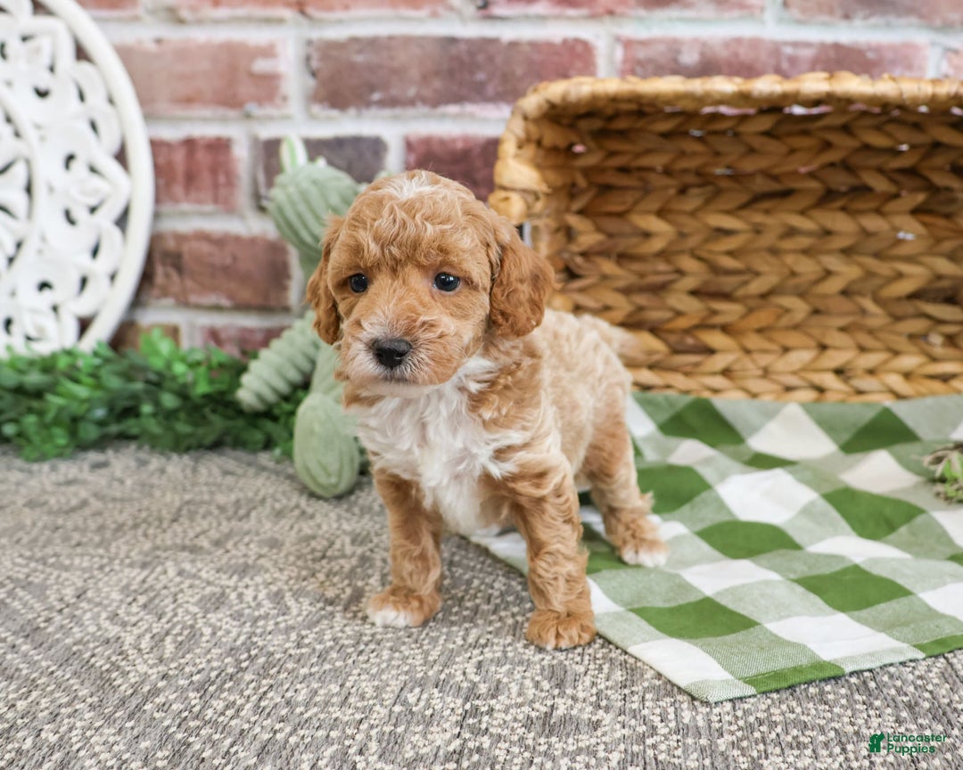 Miniature Poodle dogs for sale: Riggs - Image 1