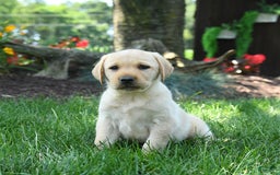 Labrador Retriever dogs for sale: Whitney - Image 1