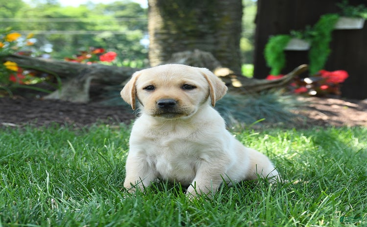 Labrador Retriever dogs for sale - Ad 1
