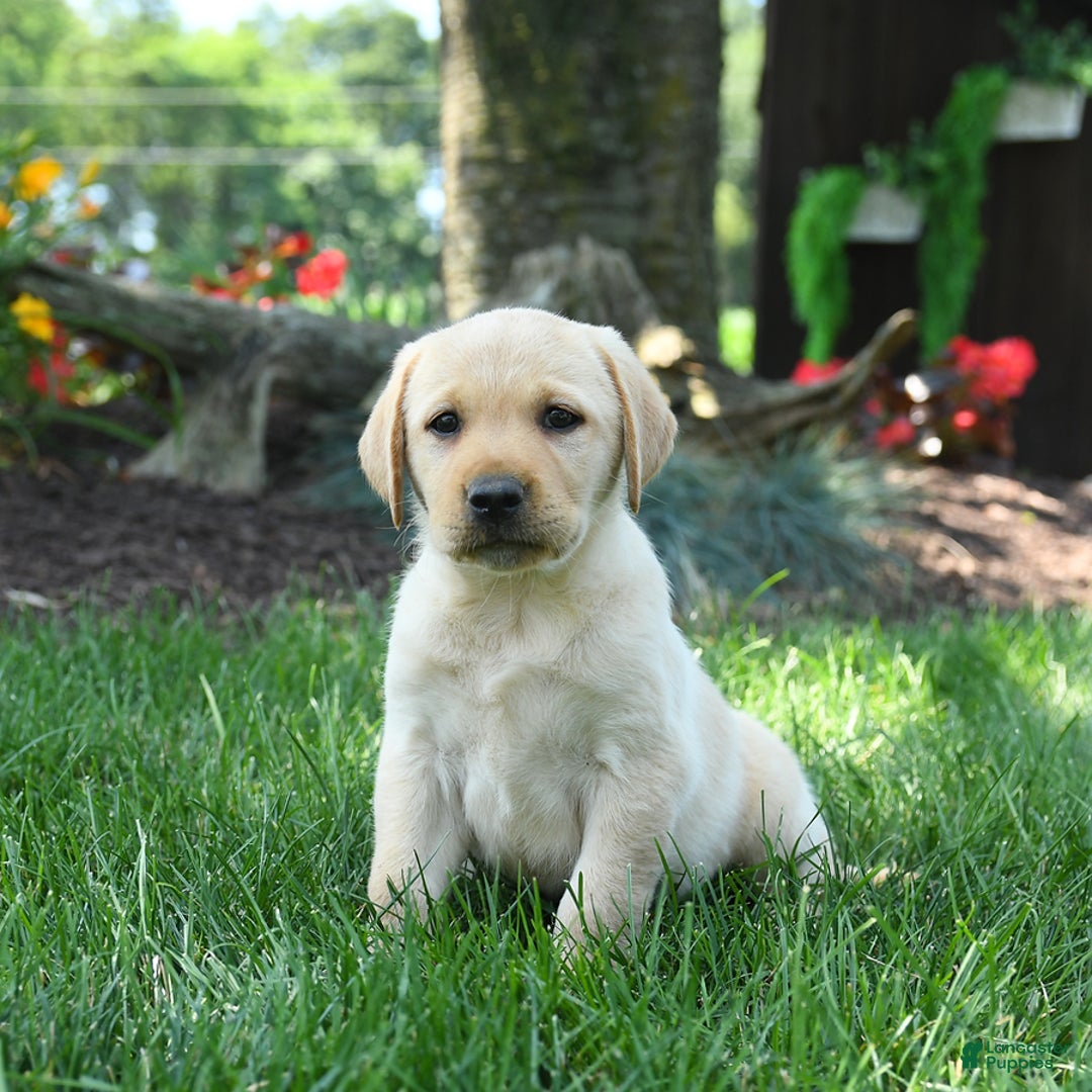 Labrador Retriever dogs for sale: Whitney - Image 1