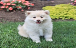 Pomsky dogs for sale: Happy - Image 4