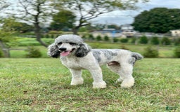 Newfypoo dogs for sale: Bernie - Image 7