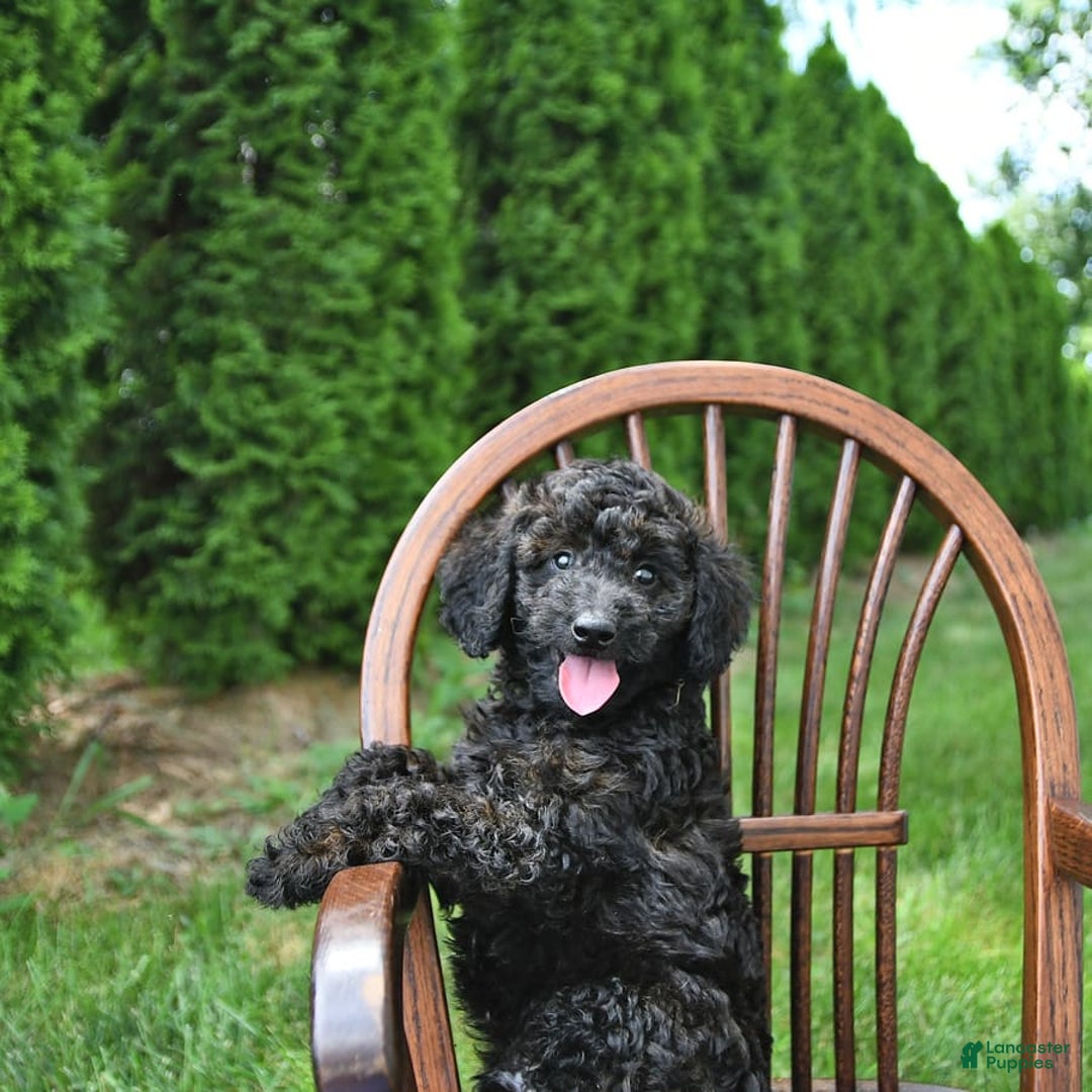 Mini Goldendoodle dogs for sale: Major - Image 10