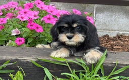 Miniature Schnauzer dogs for sale: Paula - Image 2