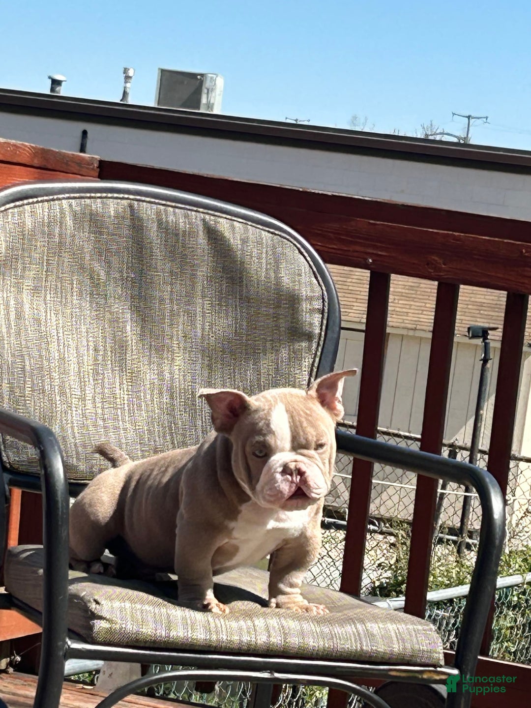 American Bully dogs for sale: Valentino - Image 2
