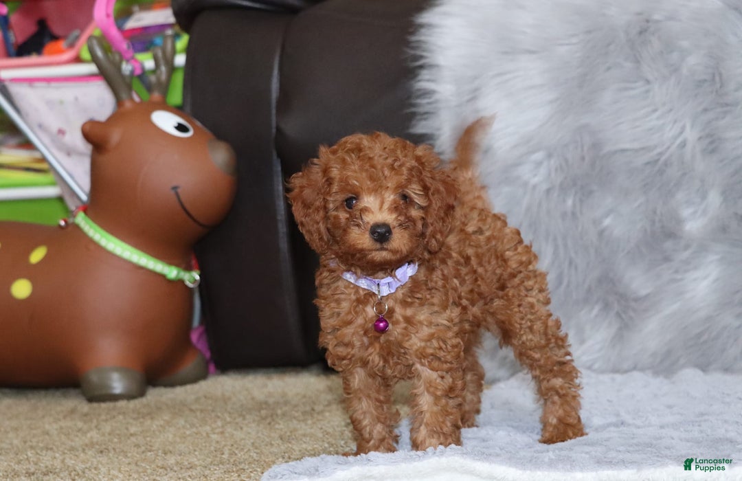 Mini Goldendoodle dogs for sale: Cami - Image 35