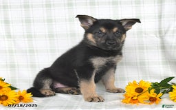 German Shepherd dogs for sale: Krista - Image 1