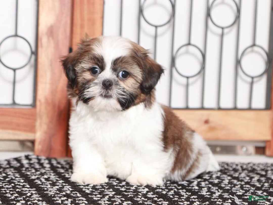Shih Tzu dogs for sale: Mitch - Image 2