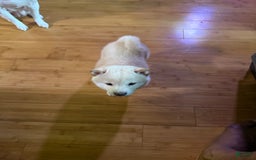 Shiba Inu dogs for sale: Jodi - Image 7