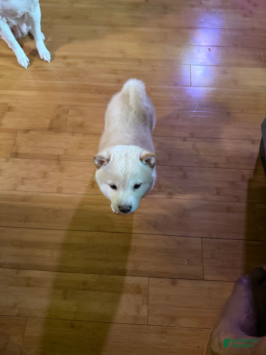 Shiba Inu dogs for sale: Jodi - Image 7