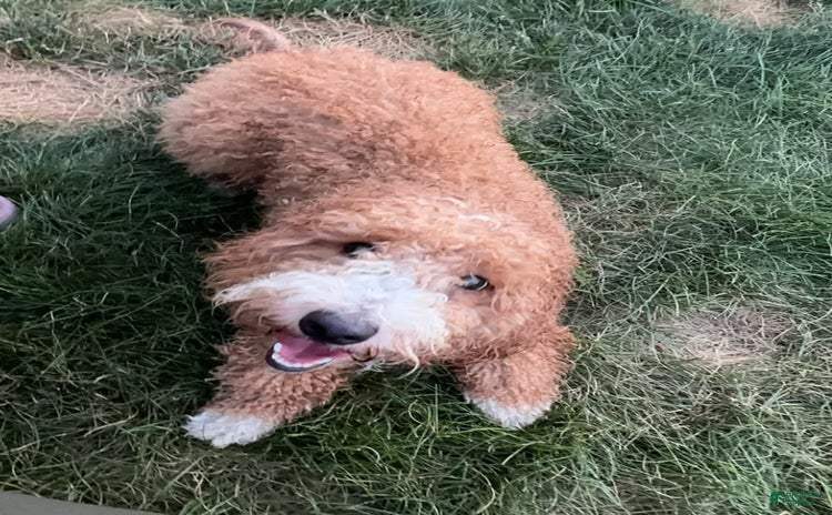 Portuguese Water Dog dogs for sale - Ad 1