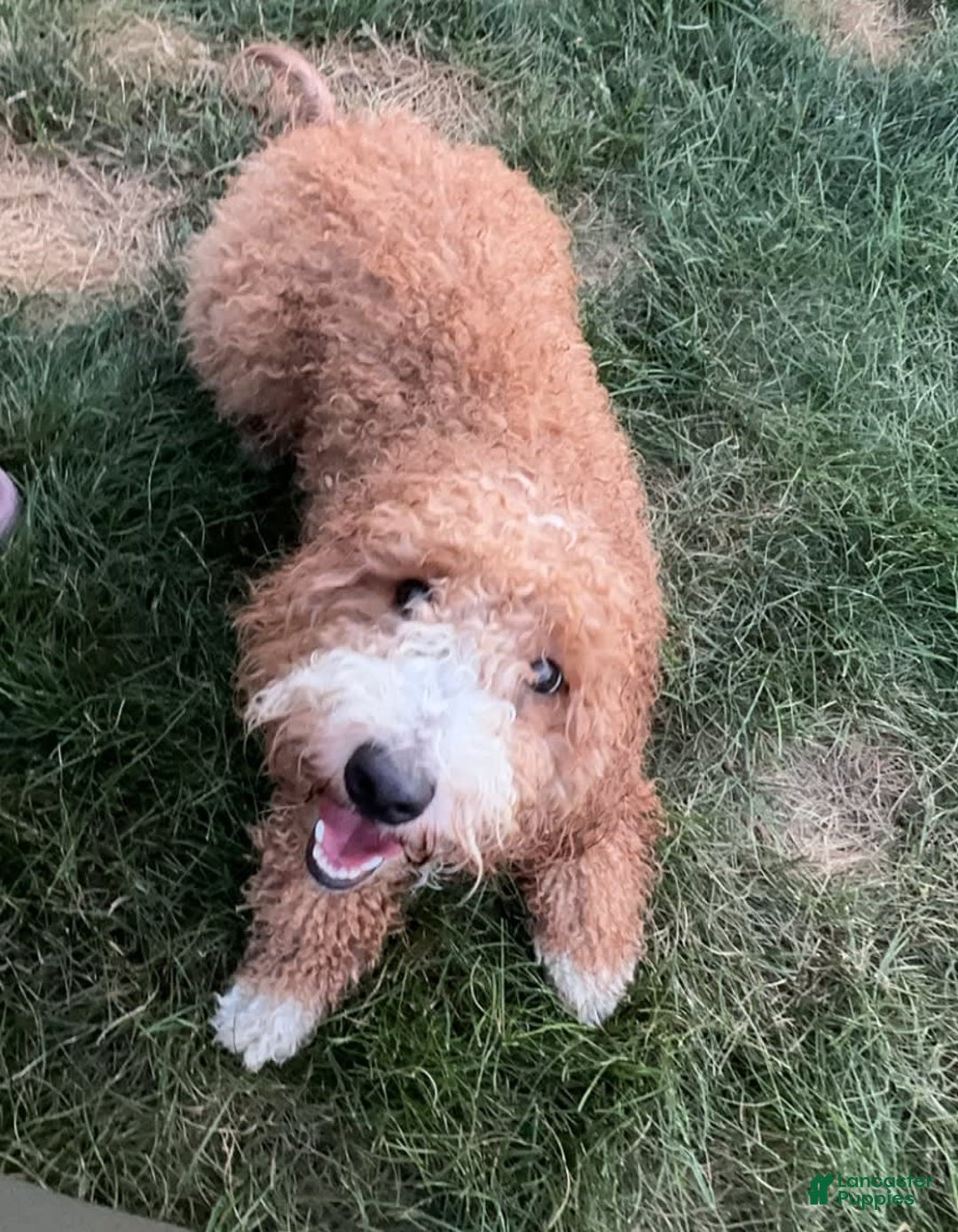 Portuguese Water Dog dogs for sale: Anubis - Image 1