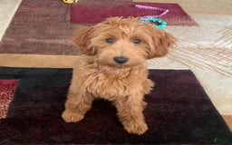 Mini Goldendoodle dogs for sale: Carter - Image 8