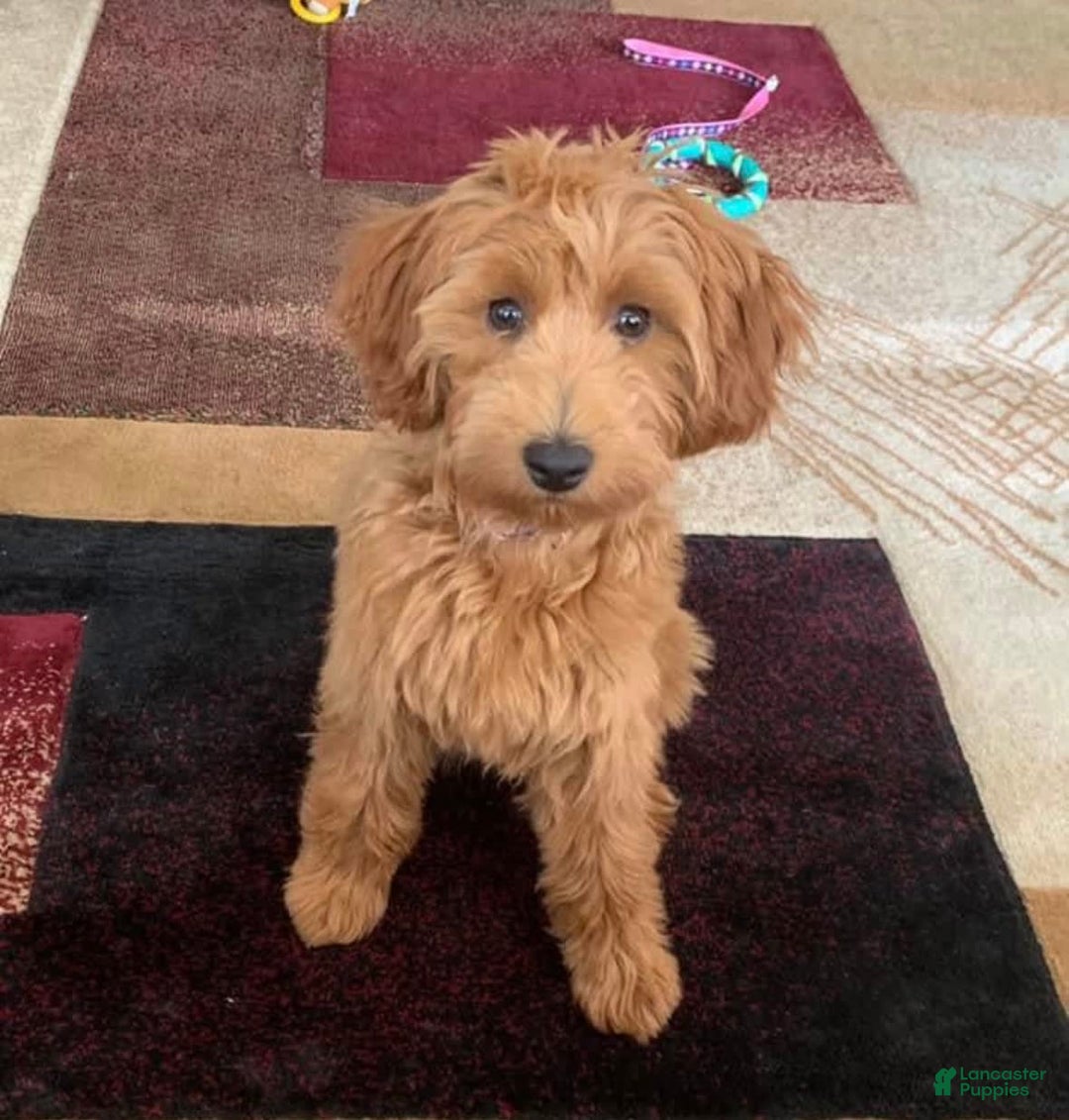 Mini Goldendoodle dogs for sale: Carter - Image 8