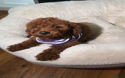 Miniature Poodle dogs for sale: Bella - Image 3