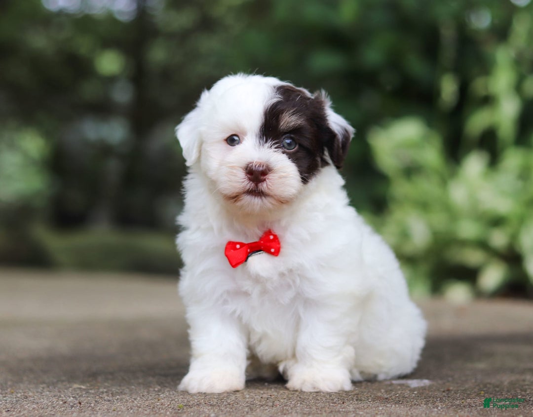 Havanese dogs for sale: Hayes - Image 9