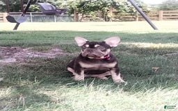 French Bulldog dogs for sale: Akc Flora - Image 4