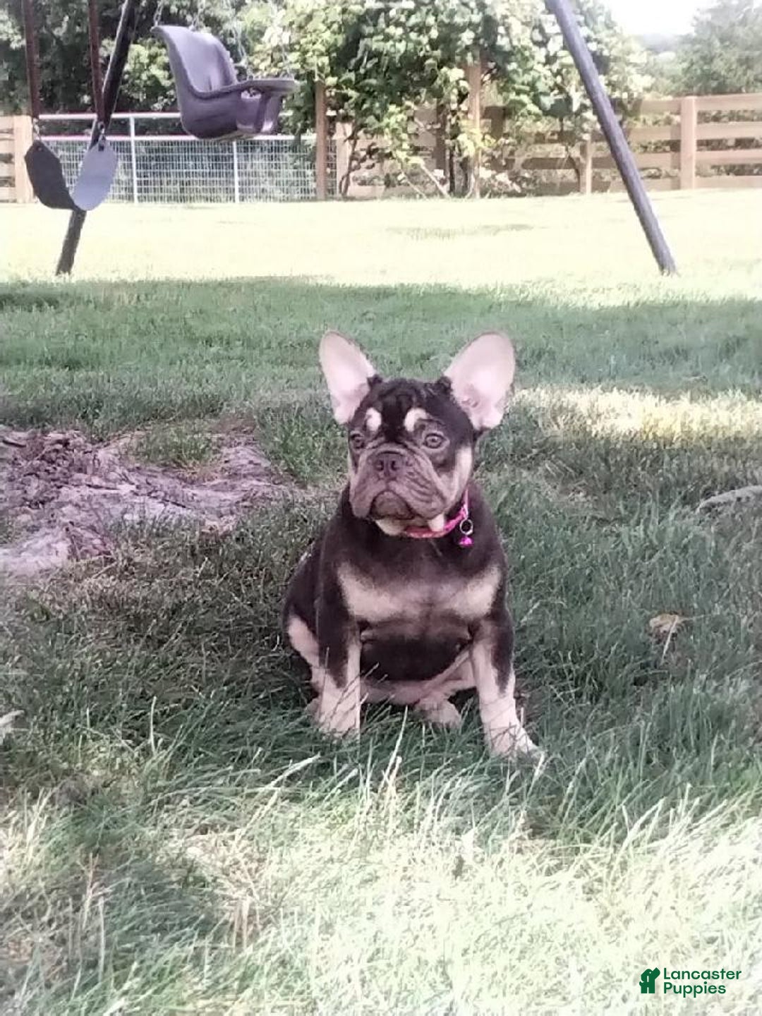 French Bulldog dogs for sale: Akc Flora - Image 4
