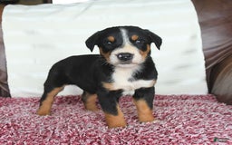 Greater Swiss Mountain Dog dogs for sale: Finn - Image 7