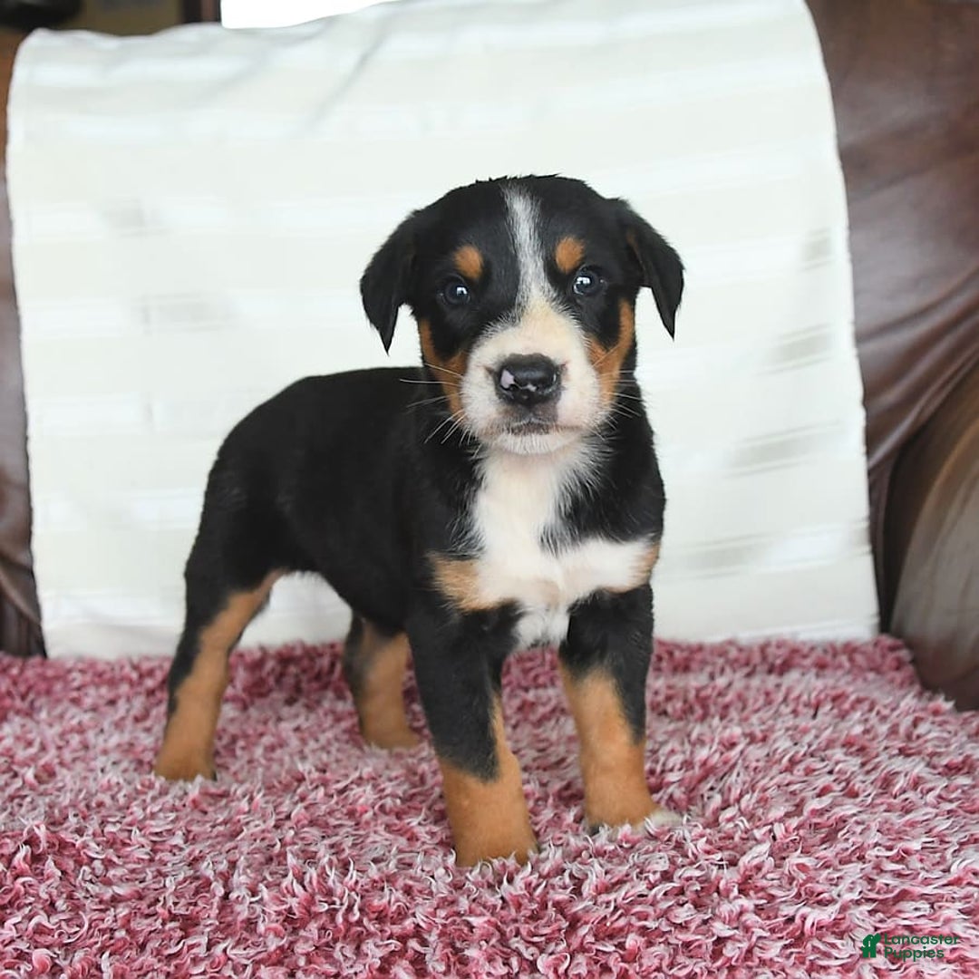 Greater Swiss Mountain Dog dogs for sale: Finn - Image 7