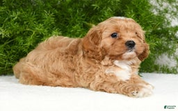 Cavapoo dogs for sale: Mighty - Image 4