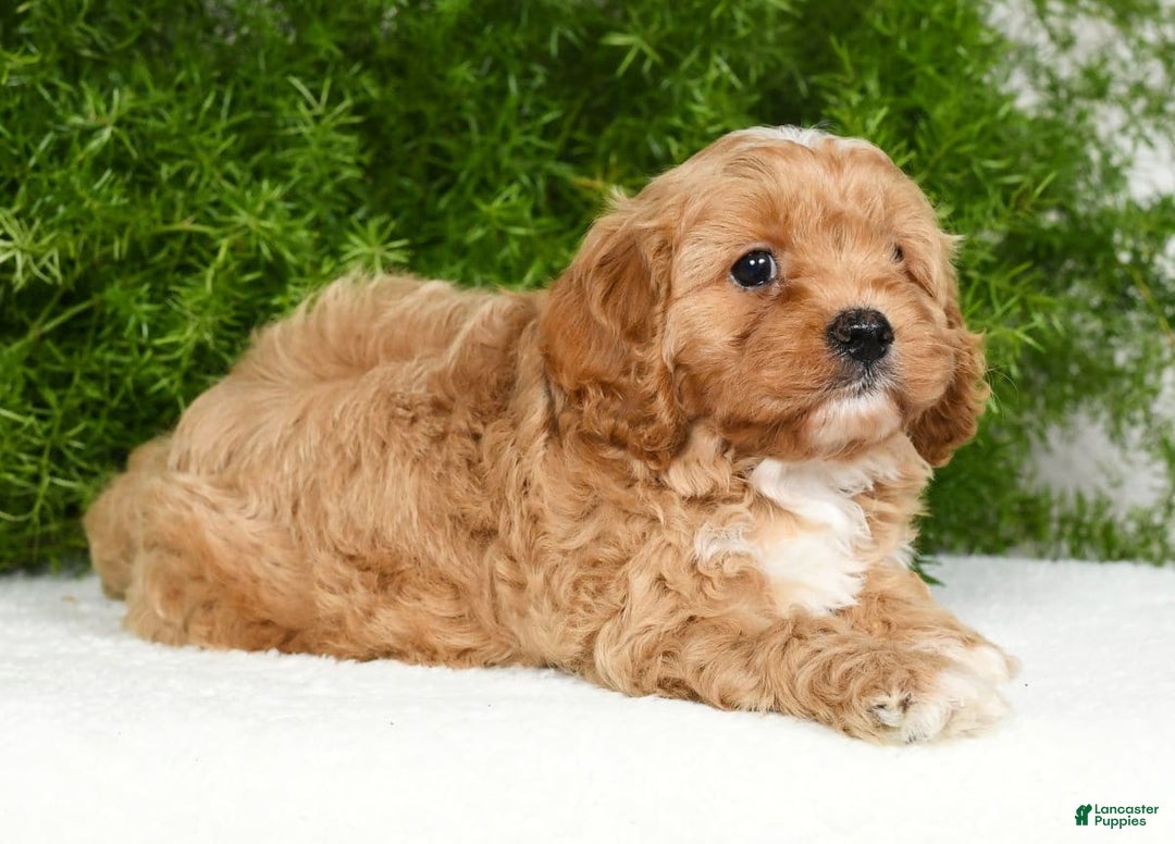 Cavapoo dogs for sale: Mighty - Image 4
