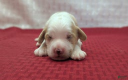 Cockapoo dogs for sale: Hiccup - Image 13