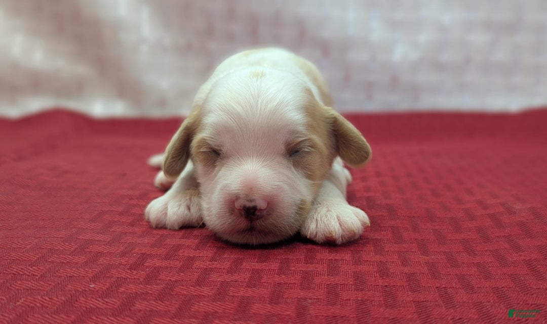 Cockapoo dogs for sale: Hiccup - Image 13