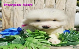 Samoyed dogs for sale: Jane - Image 4