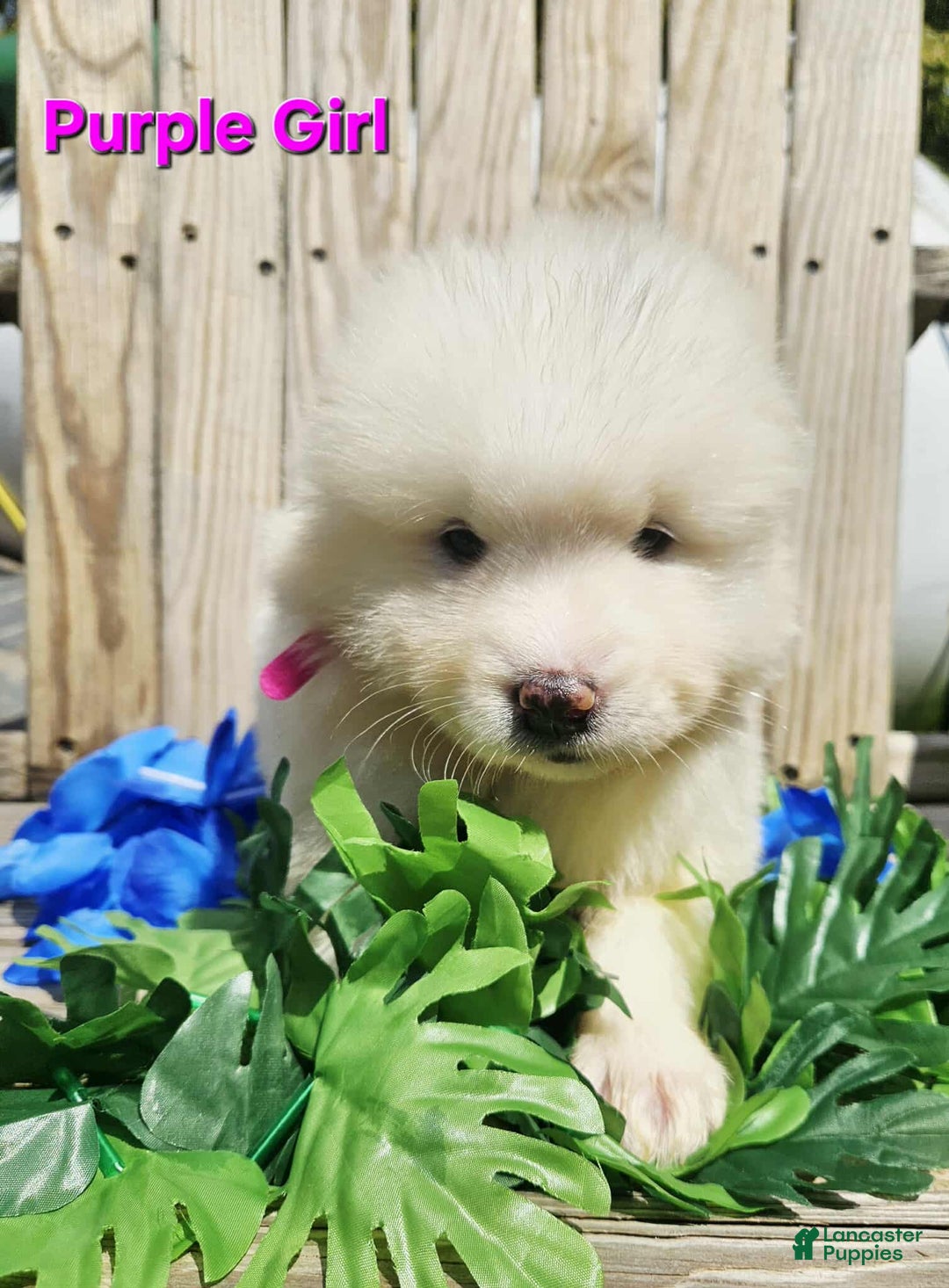 Samoyed dogs for sale: Jane - Image 4