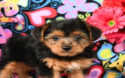 Yorkiepoo dogs for sale: Bandit - Image 4
