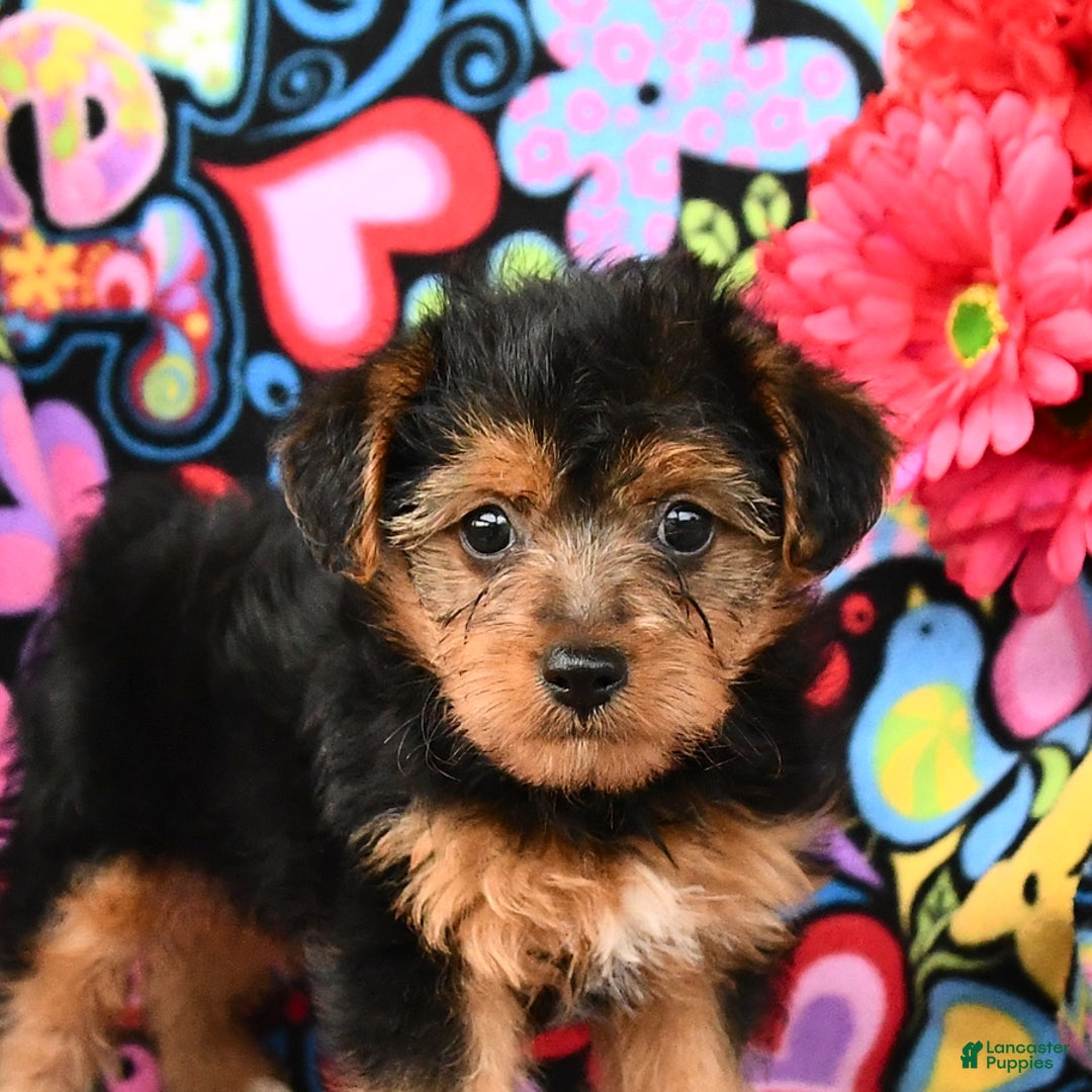 Yorkiepoo dogs for sale: Bandit - Image 4