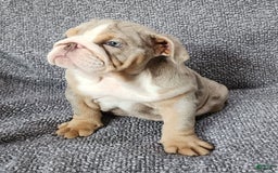 English Bulldog dogs for sale: Ollie - Image 2