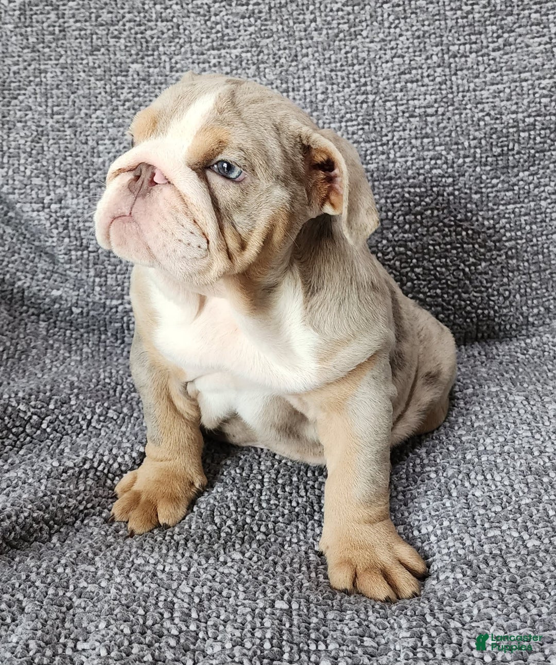 English Bulldog dogs for sale: Ollie - Image 2
