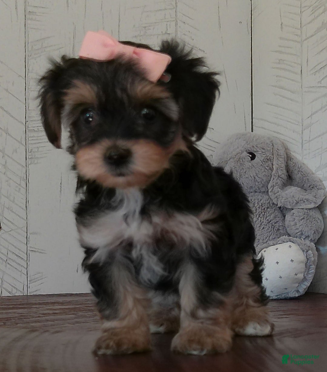Yorkiepoo dogs for sale: Avery - Image 4