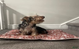 Yorkshire Terrier dogs for sale: Max - Image 2