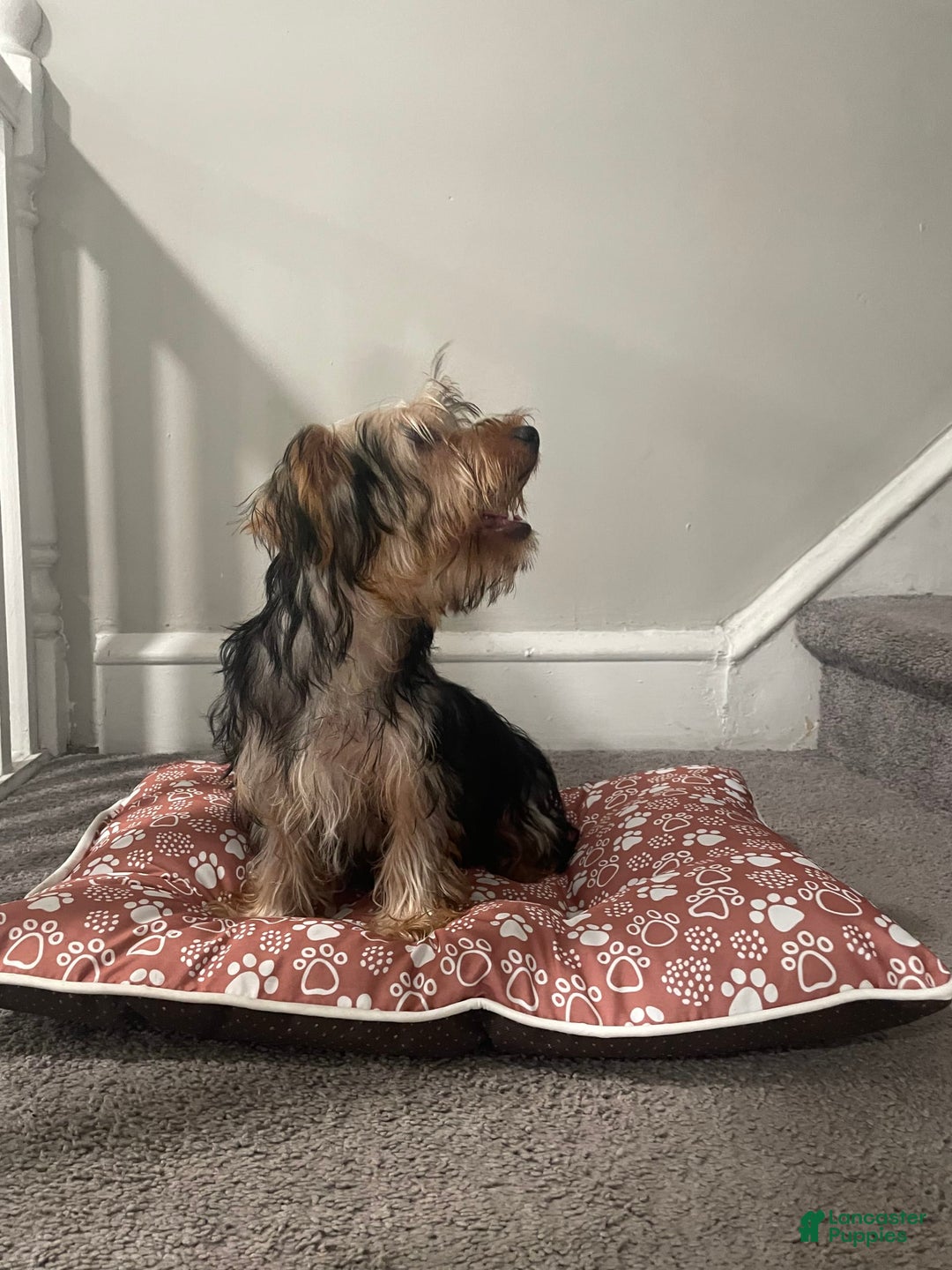 Yorkshire Terrier dogs for sale: Max - Image 2