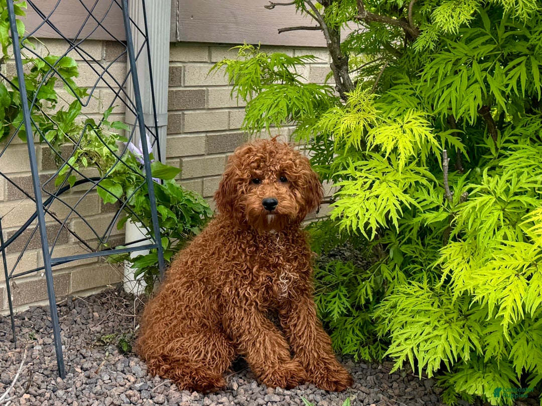 Cavapoo dogs for sale: Justin - Image 10