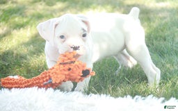 Boxer dogs for sale: Sadie - Image 8