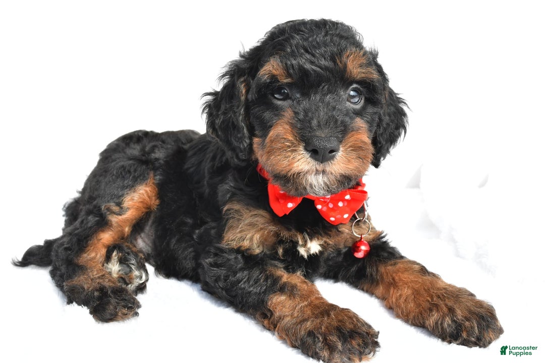 Cavapoo dogs for sale: Bubba - Image 6