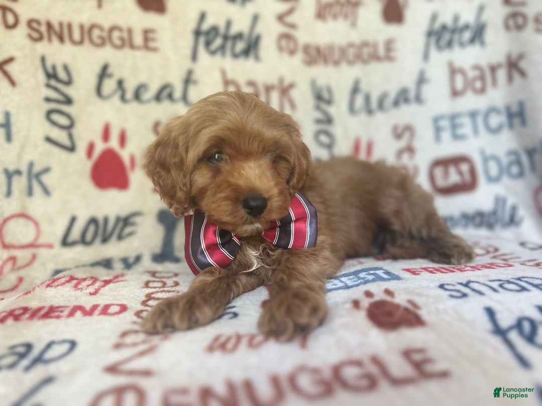 Cavapoo dogs for sale: Trooper - Image 10