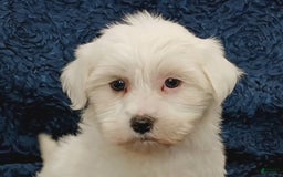 Havanese dogs for sale: Halo - Image 1